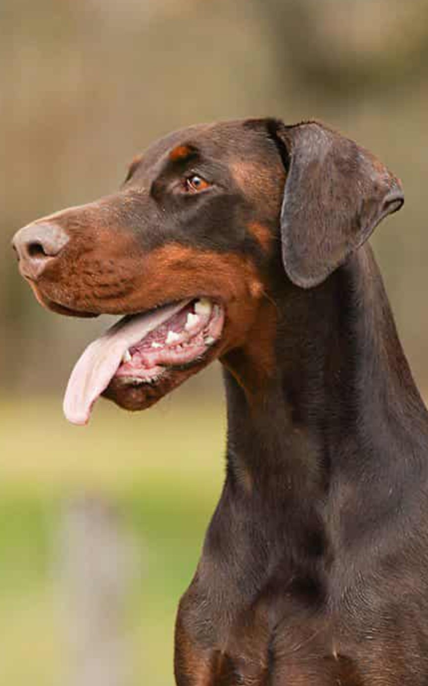 CH. Ukkia Legend Du Parc des Marais d’Opale