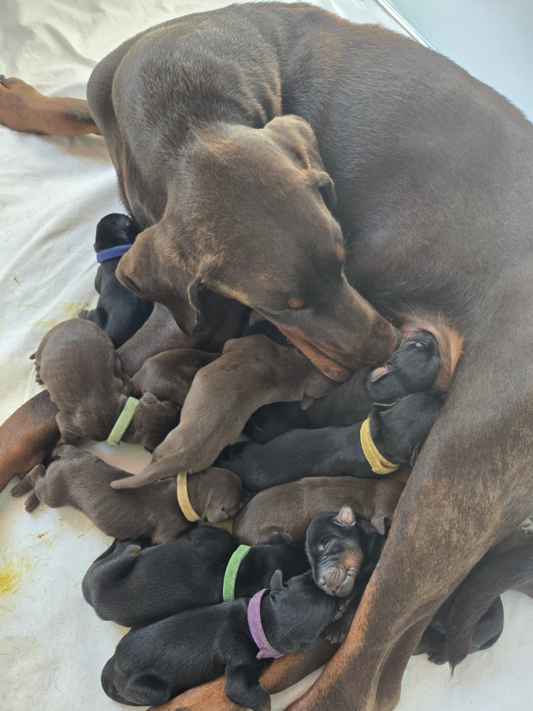 De L’Ecrin D’Argent - Dobermann - Portée née le 17/03/2026