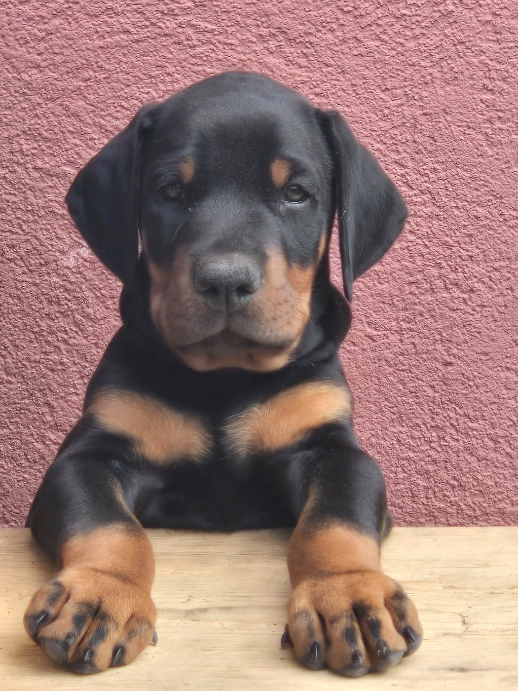 De L’Ecrin D’Argent - Chiots disponibles - Dobermann